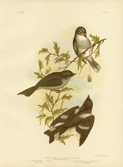 White-Eyebrowed Robin, 1891 by Gracius Broinowski